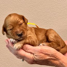 Yellow Boy - Red  male Goldendoodle puppy in Kitsap County, Washington from Amazing Grace Doodles