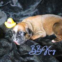 Boxer Puppies from Music City Boxers