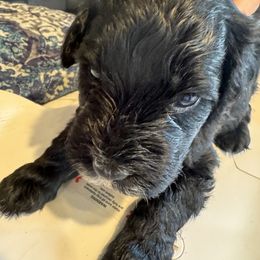 Flash - Black and white male Portuguese Water Dog puppy in Severn, Maryland from WiccaBay