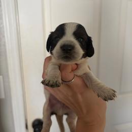 Hati - Piebald male Dachshund puppy in Conroe, Texas from R&M Dachshunds