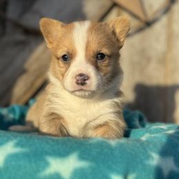 Baxter - Sable male Pembroke Welsh Corgi puppy in Axtell, Nebraska from Lost Creek Corgis