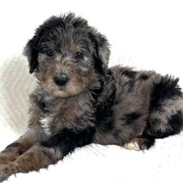 Cypress - Merle female Assorted Doodle Crosses puppy in Kansas City, Missouri from Beary GoldenDoodles