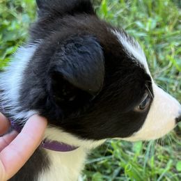 Girl 5 Glam - Tri-color Border Collie puppy in Rolla, Missouri from Elysian Border Collies, LLC.