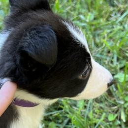 Girl 5 Glam - Tri-color Border Collie puppy in Rolla, Missouri from Elysian Border Collies, LLC.