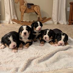 Girl 3 - Black, white and red female Greater Swiss Mountain Dog puppy in Reinholds, Pennsylvania from Stonebridge Swissies