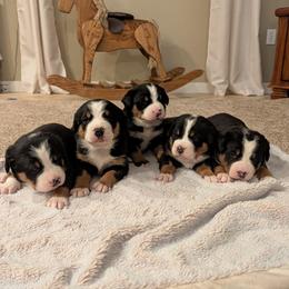 Girl 3 - Black, white and red female Greater Swiss Mountain Dog puppy in Reinholds, Pennsylvania from Stonebridge Swissies