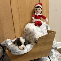 Purple - Blue female Pembroke Welsh Corgi puppy in Elberton, Georgia from Lonesome Boone Corgis