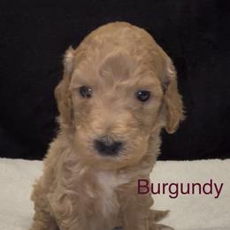 Burgundy - Apricot female Assorted Doodle Crosses puppy in San Jacinto, California from Goldens and Doodles