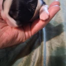 Perfect Boy - Black and white male Boston Terrier puppy in Gaffney, South Carolina from Battlefield Kennels