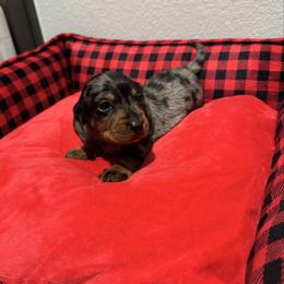 Red - Dapple male Dachshund puppy in Odessa, Texas from K9 Royal Club