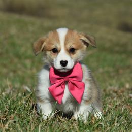 Red Female 1 - Red female Pembroke Welsh Corgi puppy in Kansas City, Missouri from Willow Creek Corgis