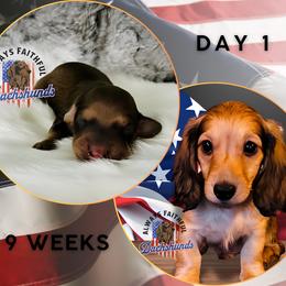 Dachshund Puppies from Always Faithful Dachshunds