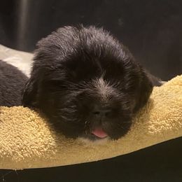 Girl 2 - Newfoundland puppy in Riverside, California from Gentle Soul Newfoundlands