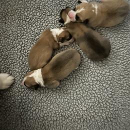 Full collar - Red male Pembroke Welsh Corgi puppy in Gaston, Oregon from Timberside