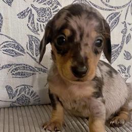 Male 2 - Dapple male Dachshund puppy in Elizabethtown, Kentucky from Lavender and Willow Dachshunds