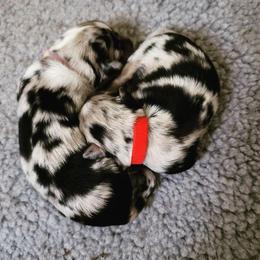 "Rosalina and Toadette" Miniature Australian Shepherd Puppies from Wonderland Aussies