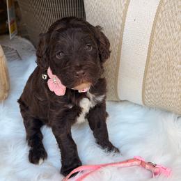 Light pink girl - Chocolate female Goldendoodle puppy in Arab, Alabama from White Blossom Farms