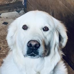 Hailey - Golden Retriever