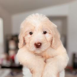 Halo, Boy - Yellow and white male Bernedoodle puppy in Maricopa, Arizona from Desert Ridge Doodles