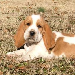 Basset Hounds from Parris Manor Bassets