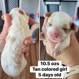Girl 2 - Cream female Cavapoo puppy in Mc Connellsburg, Pennsylvania from Mumma’s Standard Poodles