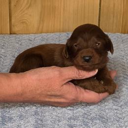 Jolly - Red male Irish Doodle puppy in Bonifay, Florida from Heavenly Poodles
