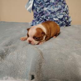 Boston fawn boy - Red male Boston Terrier puppy in Salisbury, North Carolina from P3 Boston Terriers in NC