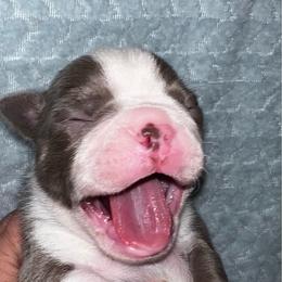 Boy 1 - Blue male Boston Terrier puppy in Coopertown, Tennessee from Toon’s Boston Terriers