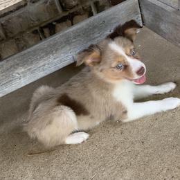 Miniature Australian Shepherd Puppies from Texas Miniature Aussies