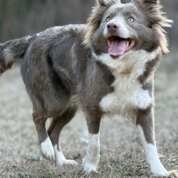 Bo - Border Collie