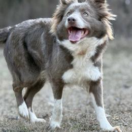 Bo - Border Collie