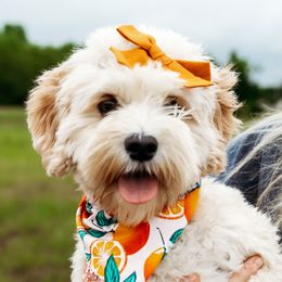 Posie - Cockapoo
