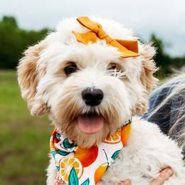 Posie - Cockapoo