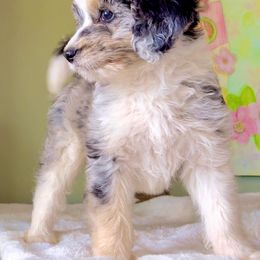 Aussiedoodle, Australian Shepherd, and Miniature Australian Shepherd Puppies from Bline's Awesome Aussies CA