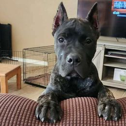 Girl 5 - Black brindle Cane Corso puppy in Los Lunas, New Mexico from Top Gun Kennels NM