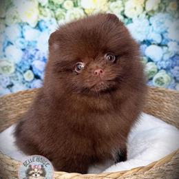 AKC Earl 3500 - Chocolate male Pomeranian puppy in Oklahoma City, Oklahoma from Belle House Pomeranians