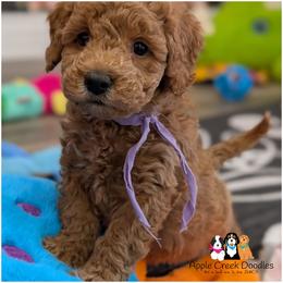 Hollis - - Apricot female Goldendoodle puppy in Jeddo, Michigan from Apple Creek Doodles