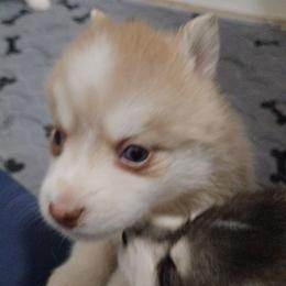 Honey - Red and white female Pomsky puppy in Coatesville, Pennsylvania from Peaceful Pomskys