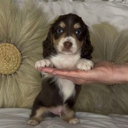 Chocolate and Cream boy 2 - Chocolate and cream male Dachshund puppy in Brookhaven, Mississippi from Southern Grace Doxies