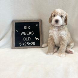 Nigel - Yellow and white male Bernedoodle puppy in Sparrows Point, Maryland from Rosie’s Puppies