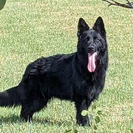 Shadow - German Shepherd