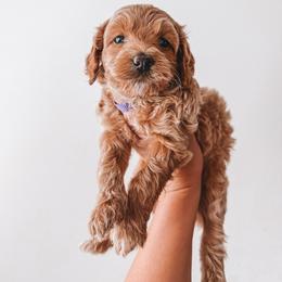 Glory (Purple Collar) - Red  female Goldendoodle puppy in Beaverton, Oregon from Henry Elliots