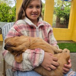 Golden Retriever Puppies from GLAD's Goldens
