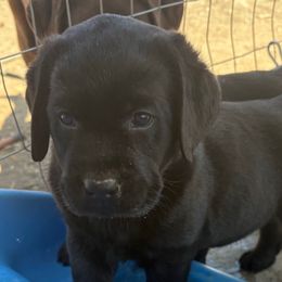 Male 2 - Black male Labrador Retriever puppy in Reno, Nevada from Nevada Labradors