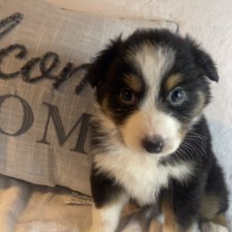Australian Shepherd Puppies from Aussies Lunay