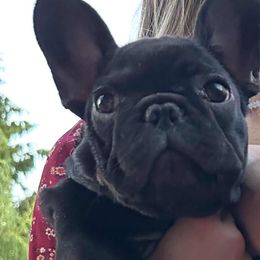 Jet - Black male French Bulldog puppy in Spanaway, Washington from PNW Bigfoot Bullies