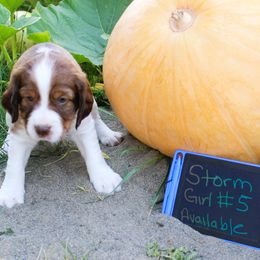 Girl 5 - Red and white female English Springer Spaniel puppy in Bremerton, Washington from Huntin' Buddies
