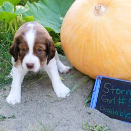 Girl 5 - Red and white female English Springer Spaniel puppy in Bremerton, Washington from Huntin' Buddies