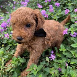 Black Collar - male Cavapoochon puppy in Waterford, California from Windy Hill Doodles