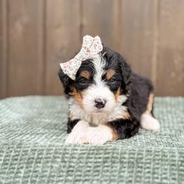 Tink - Tri-color female Bernedoodle puppy in Bellville, Ohio from Bernedoodle Buddies